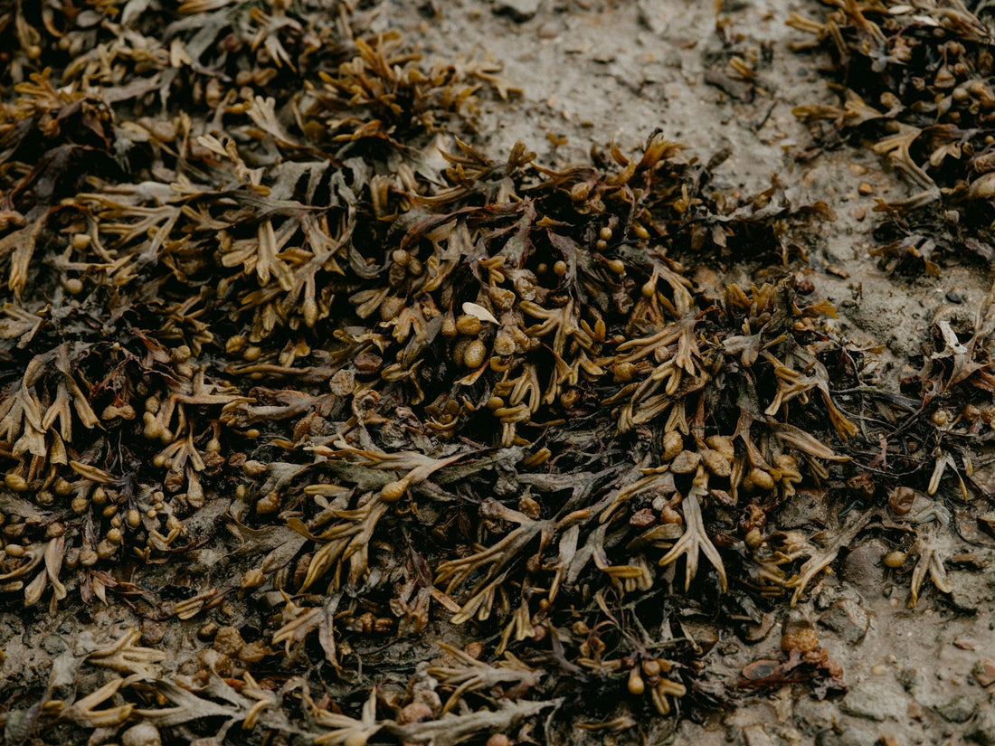  Seaweed Extract