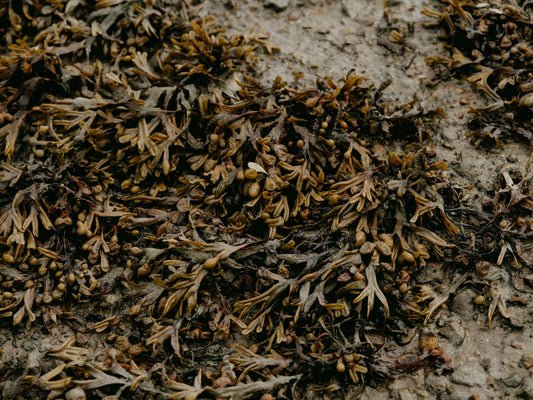  Seaweed Extract