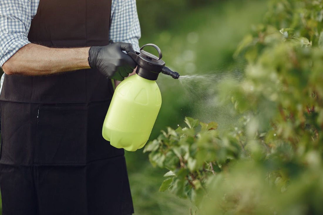 seaweed fertilizer application